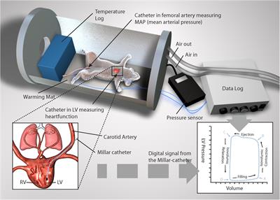 Continuous Hemodynamic Monitoring in an Intact Rat Model of Simulated Diving